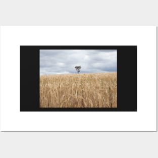 Lone Tree Amongst the Wheat Posters and Art